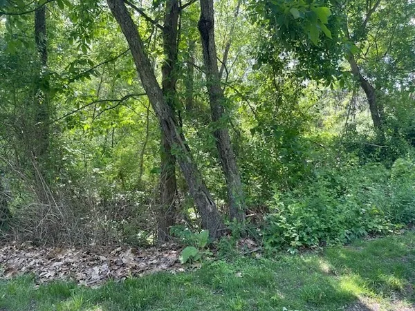 a view of forest