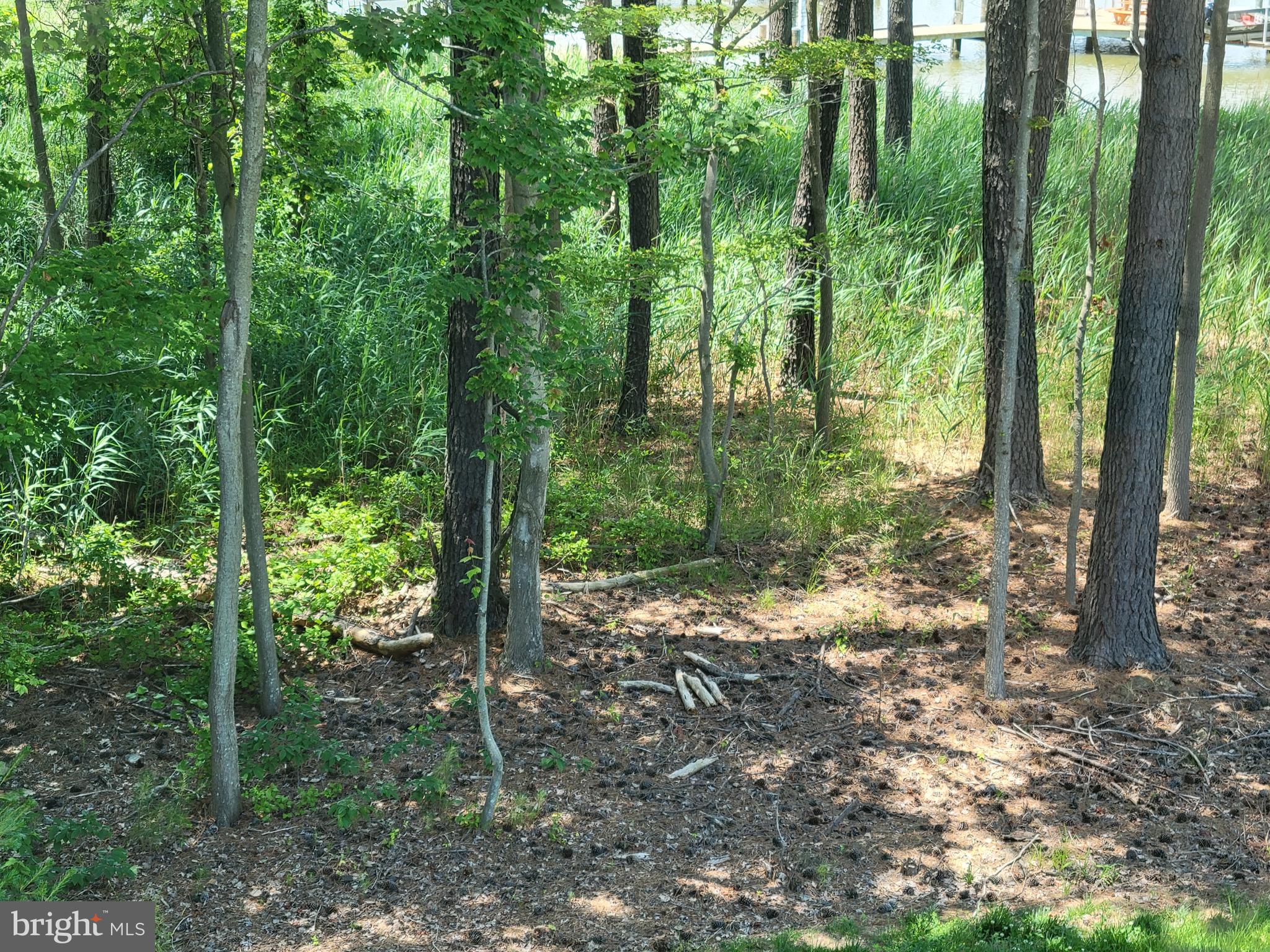 158 Watermans Cv Lane Chester, MD 21619 - Photo 12 of 12 Wooded scenery abounds..a waterfront woodland!