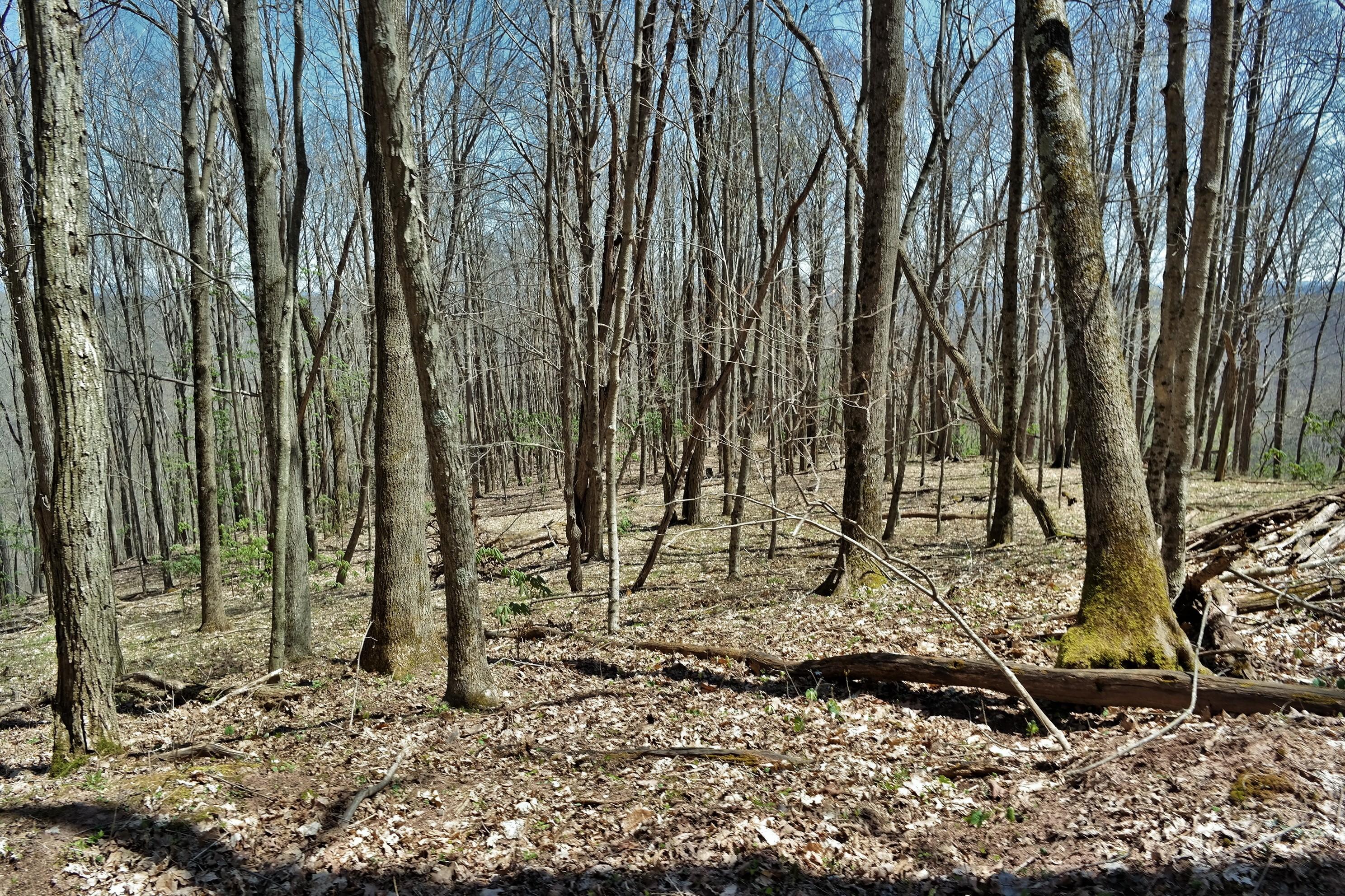 3678 Snake Run Road Alderson, WV 24910 - Photo 59 of 124 Gallery Image 59