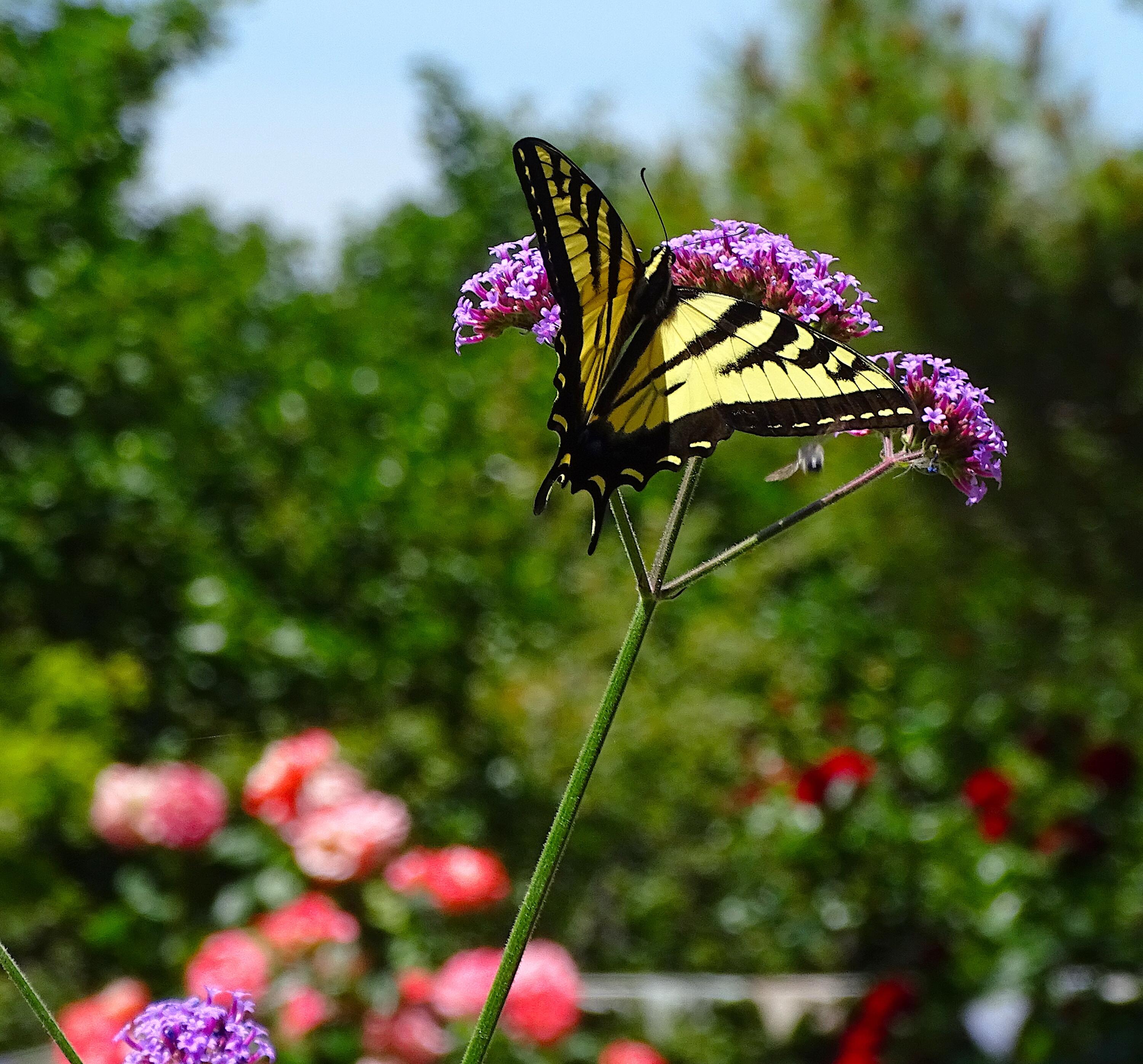 5196 Pioneer Road Medford, OR 97501 - Photo 73 of 94 5196pollinator