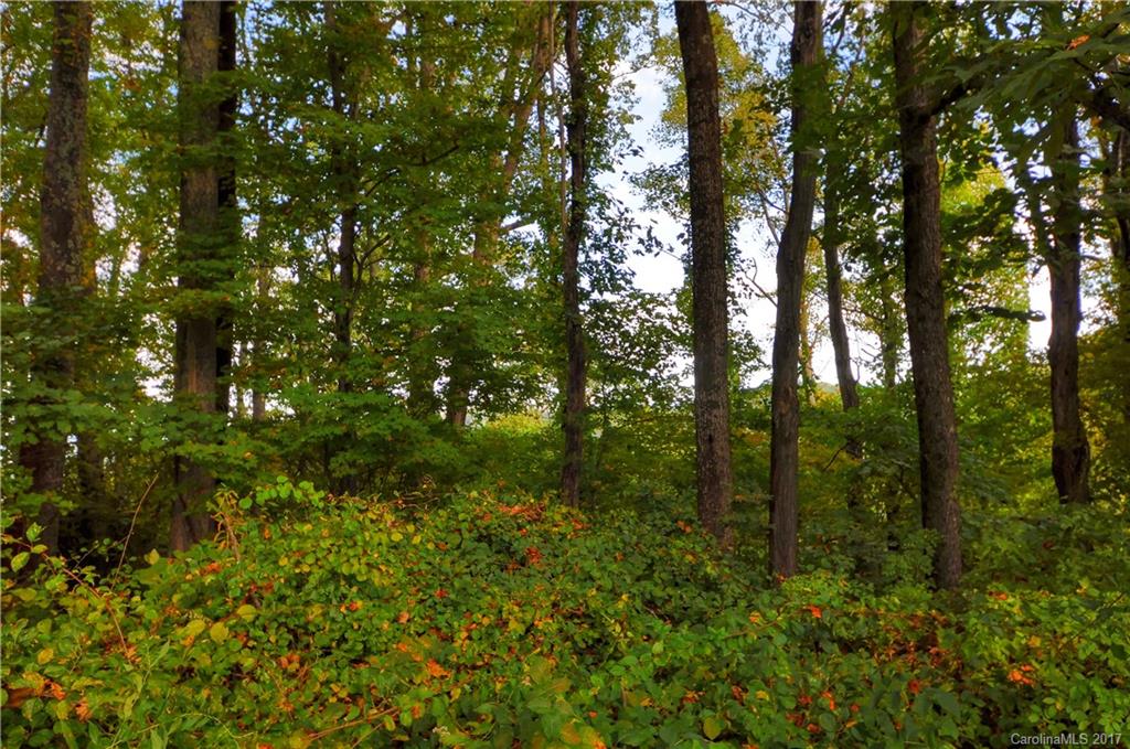 9999 Country Ridge Road Hendersonville, NC 28739 - Photo 11 of 15 a view of a forest