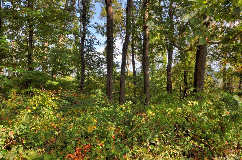 9999 Country Ridge Road Hendersonville, NC 28739 - Photo 13 of 15 a view of forest