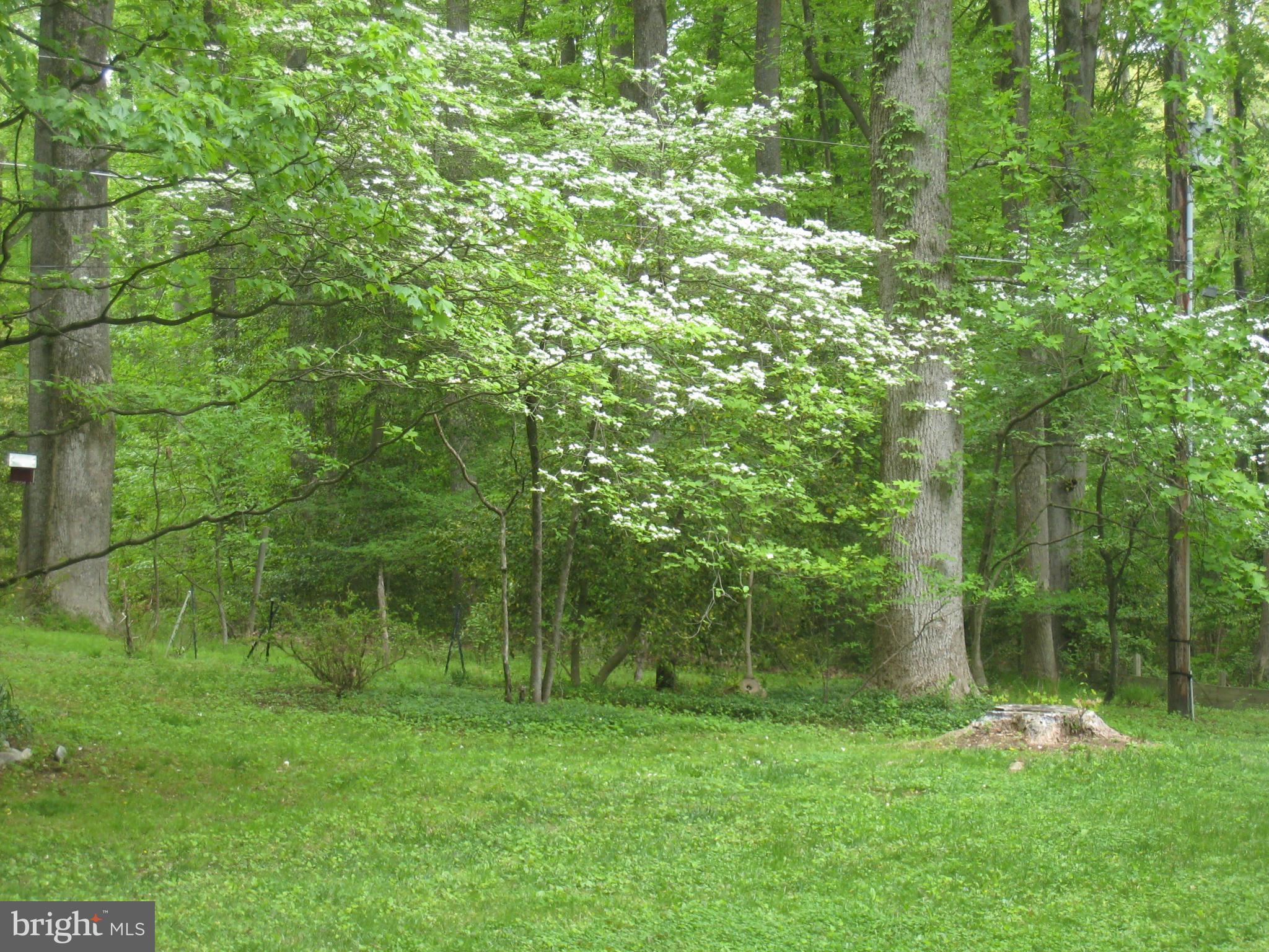 985 Chesterfield Road Annapolis, MD 21401 - Photo 27 of 30 a view of a lush green forest
