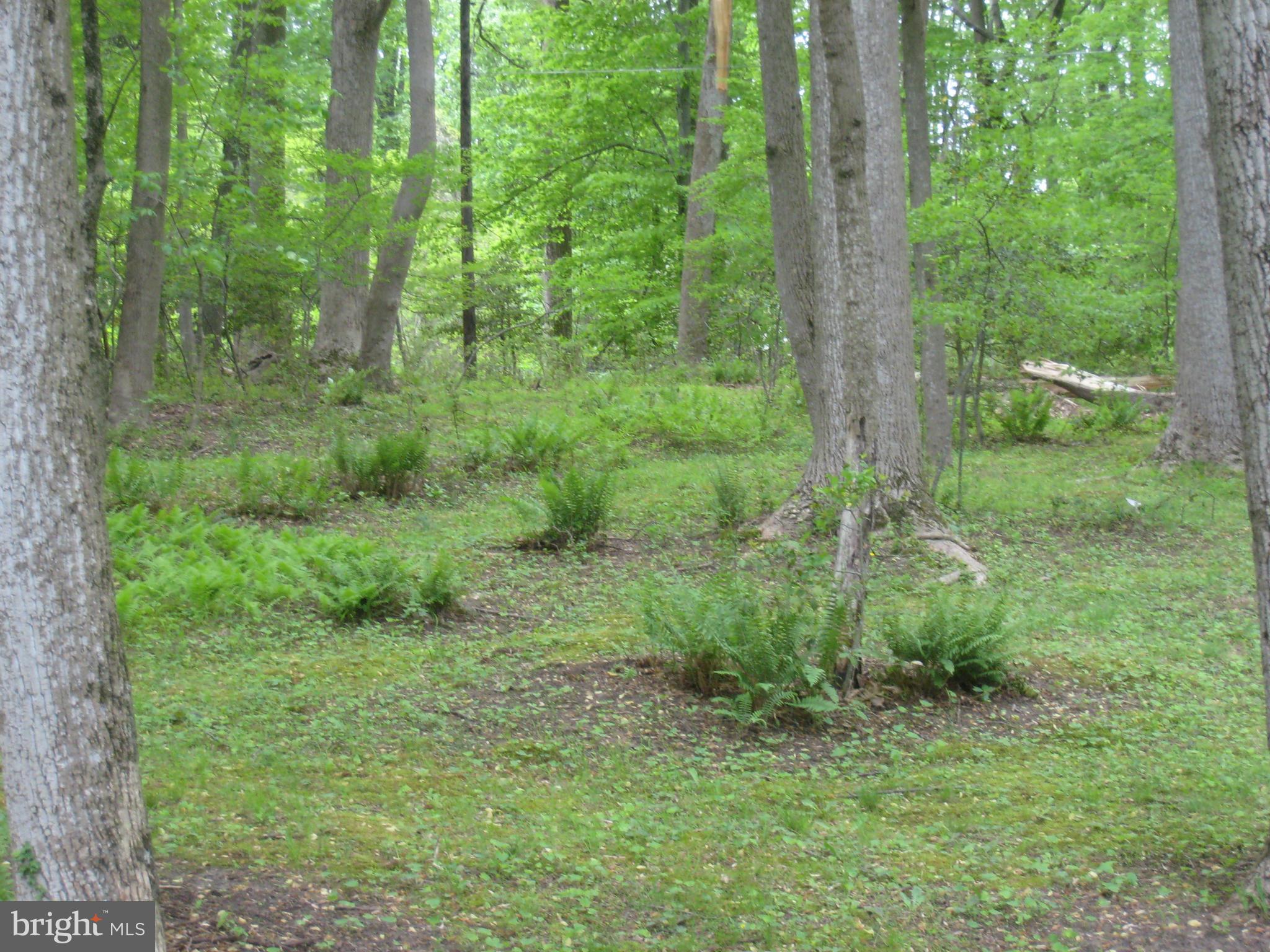 985 Chesterfield Road Annapolis, MD 21401 - Photo 29 of 30 a view of a lush green forest