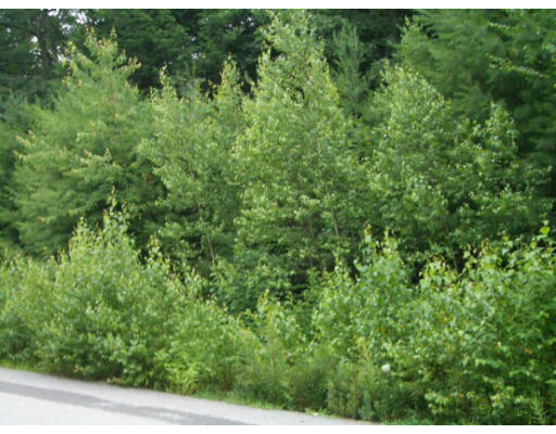 59 Enfield Road Orange, MA 01364 - Photo 1 of 1 a view of a lush green forest with trees in the background
