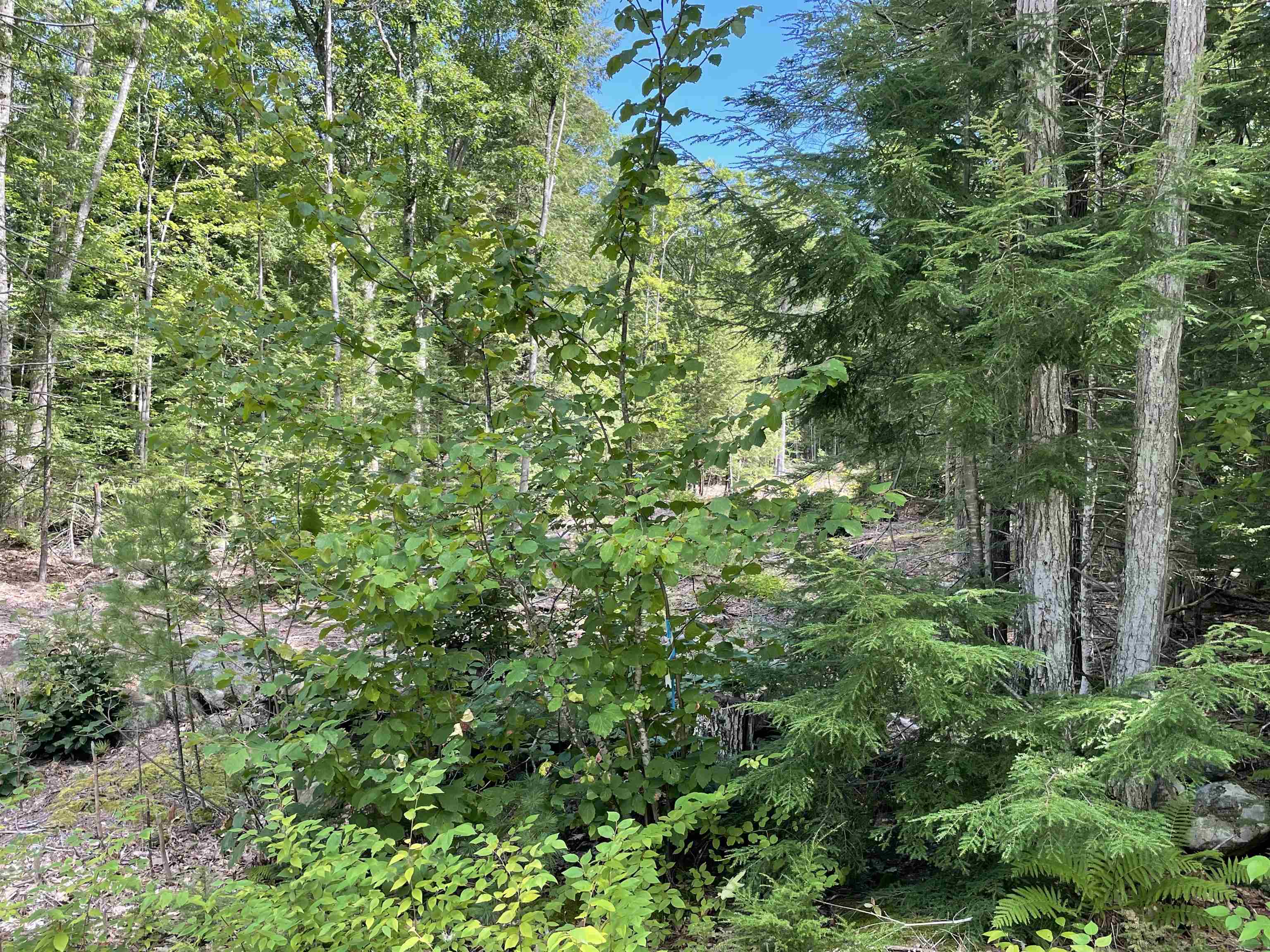 829 Old County Road North Deering, NH 03244 - Photo 3 of 4