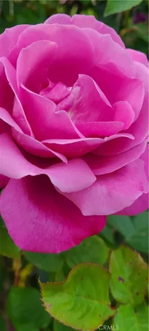 $1,500,000 | 311 Montechico Drive, Monterey Park, CA 91754