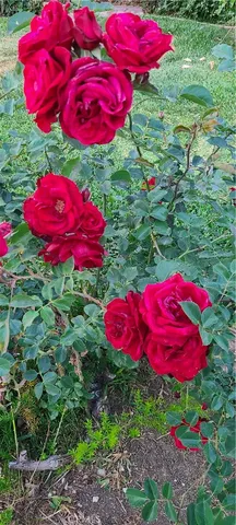 $1,500,000 | 311 Montechico Drive, Monterey Park, CA 91754