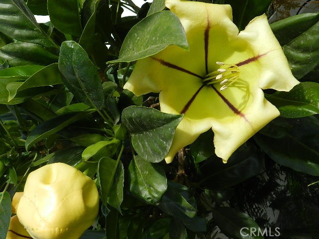 311 Montechico Drive Monterey Park, CA 91754 - Photo 59 of 73 Copa-de-Oro (Cup of Gold) over 50 years old.