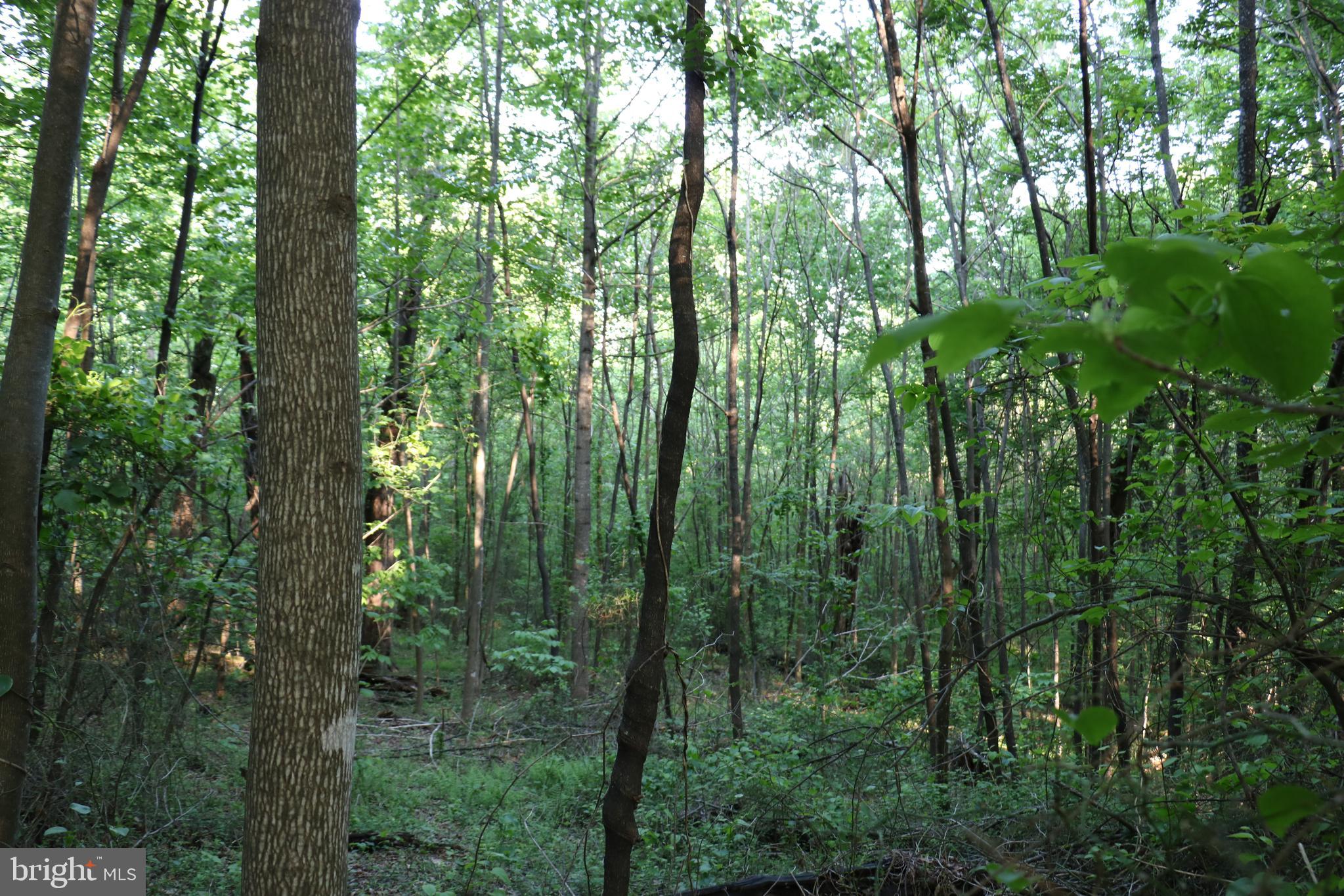 Gaschs Lane Castleton, VA 22716 - Photo 11 of 56