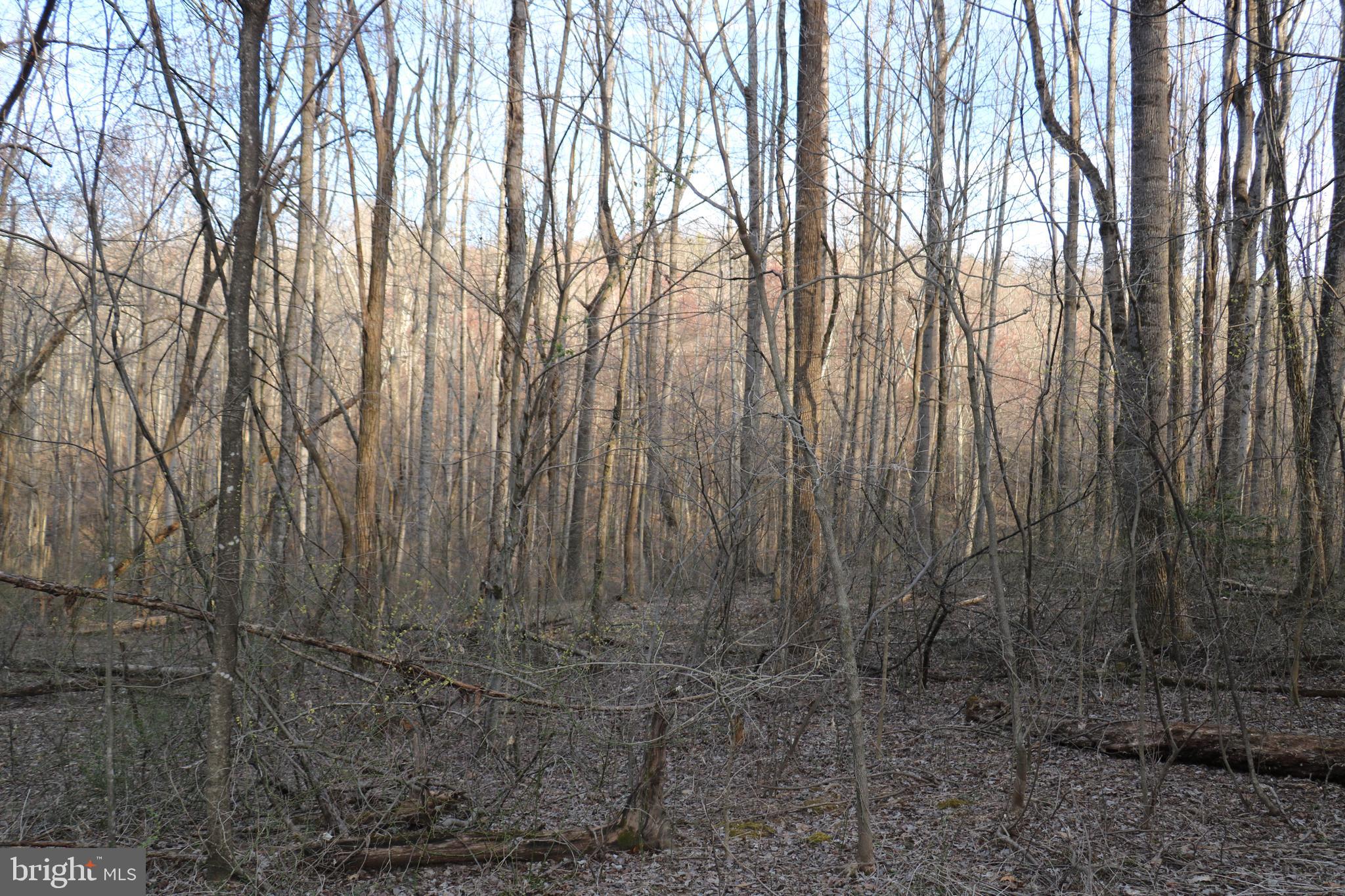 Gaschs Lane Castleton, VA 22716 - Photo 14 of 56 Selectively Clear for Mountain Views