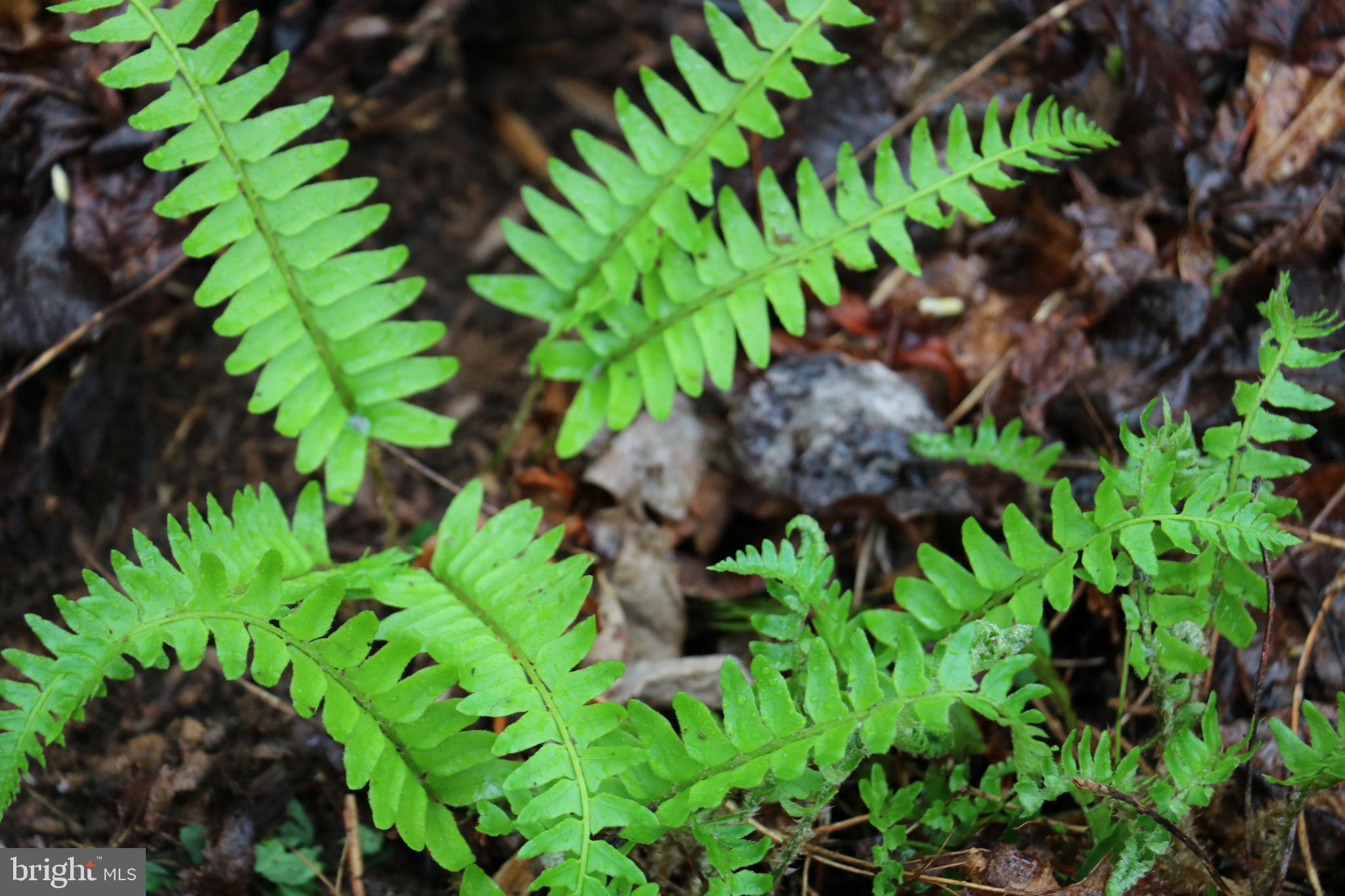 Gaschs Lane Castleton, VA 22716 - Photo 15 of 56 Young Ferns Near Logging Trail
