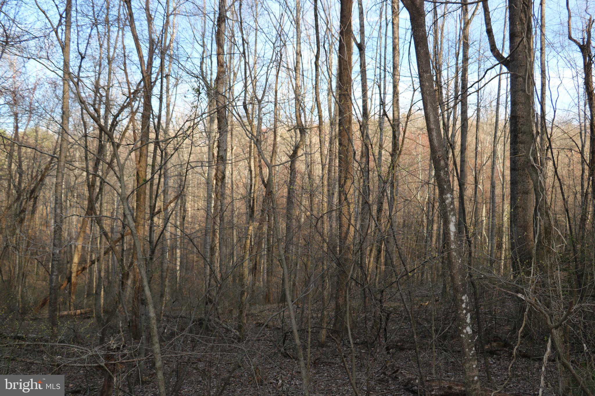 Gaschs Lane Castleton, VA 22716 - Photo 17 of 56 At the top of the Western Edge of the Property