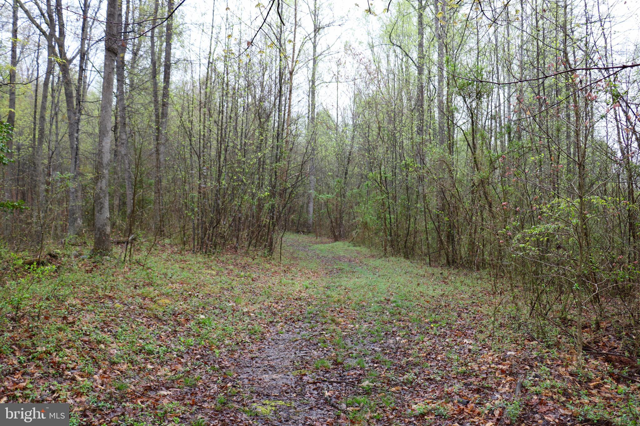 Gaschs Lane Castleton, VA 22716 - Photo 21 of 56 Old Logging Trail Through Property, Parallels Lane