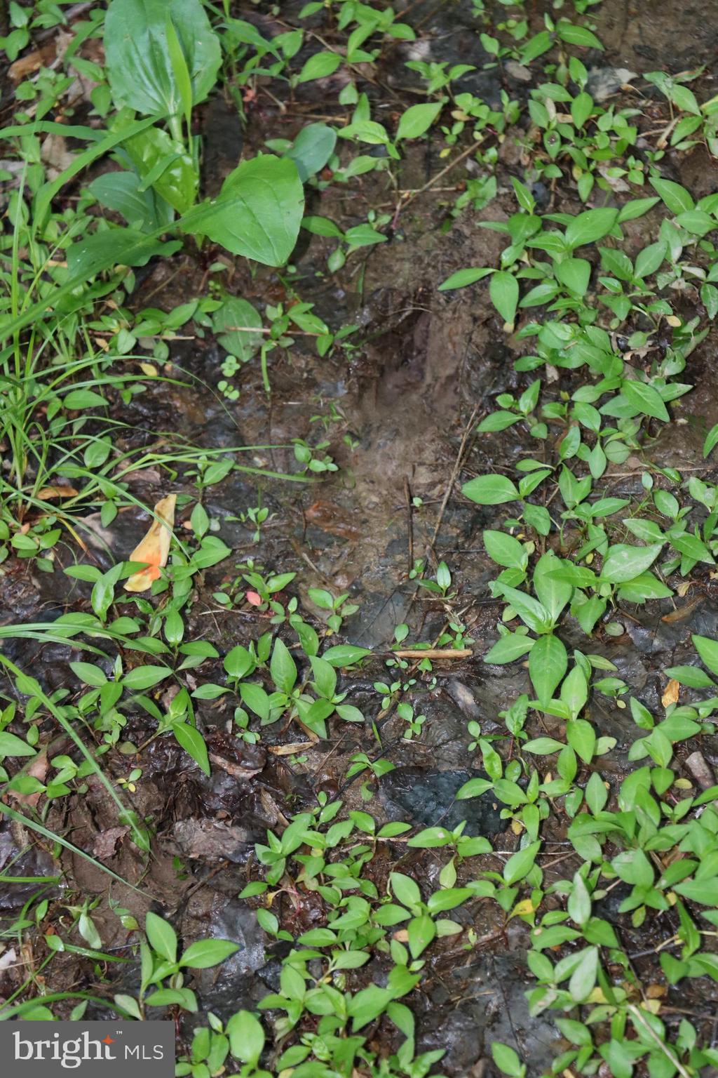 Gaschs Lane Castleton, VA 22716 - Photo 22 of 56 Deer Tracks