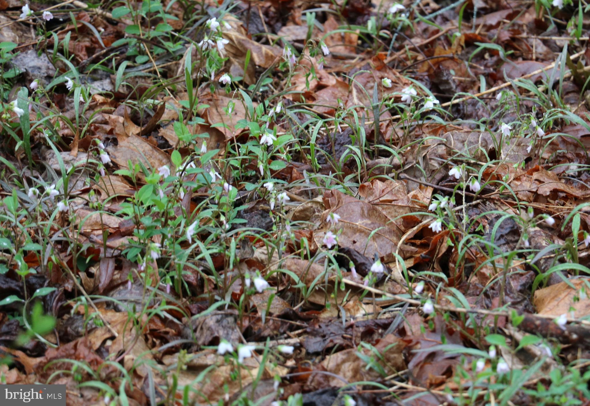 Gaschs Lane Castleton, VA 22716 - Photo 24 of 56 Spring Busting Through the Remnants of Autumn