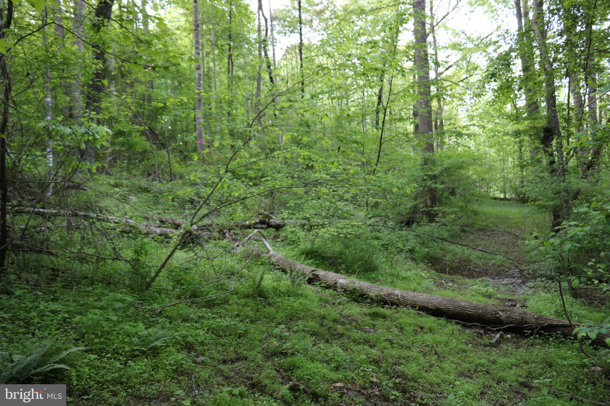 Gaschs Lane Castleton, VA 22716 - Photo 26 of 56