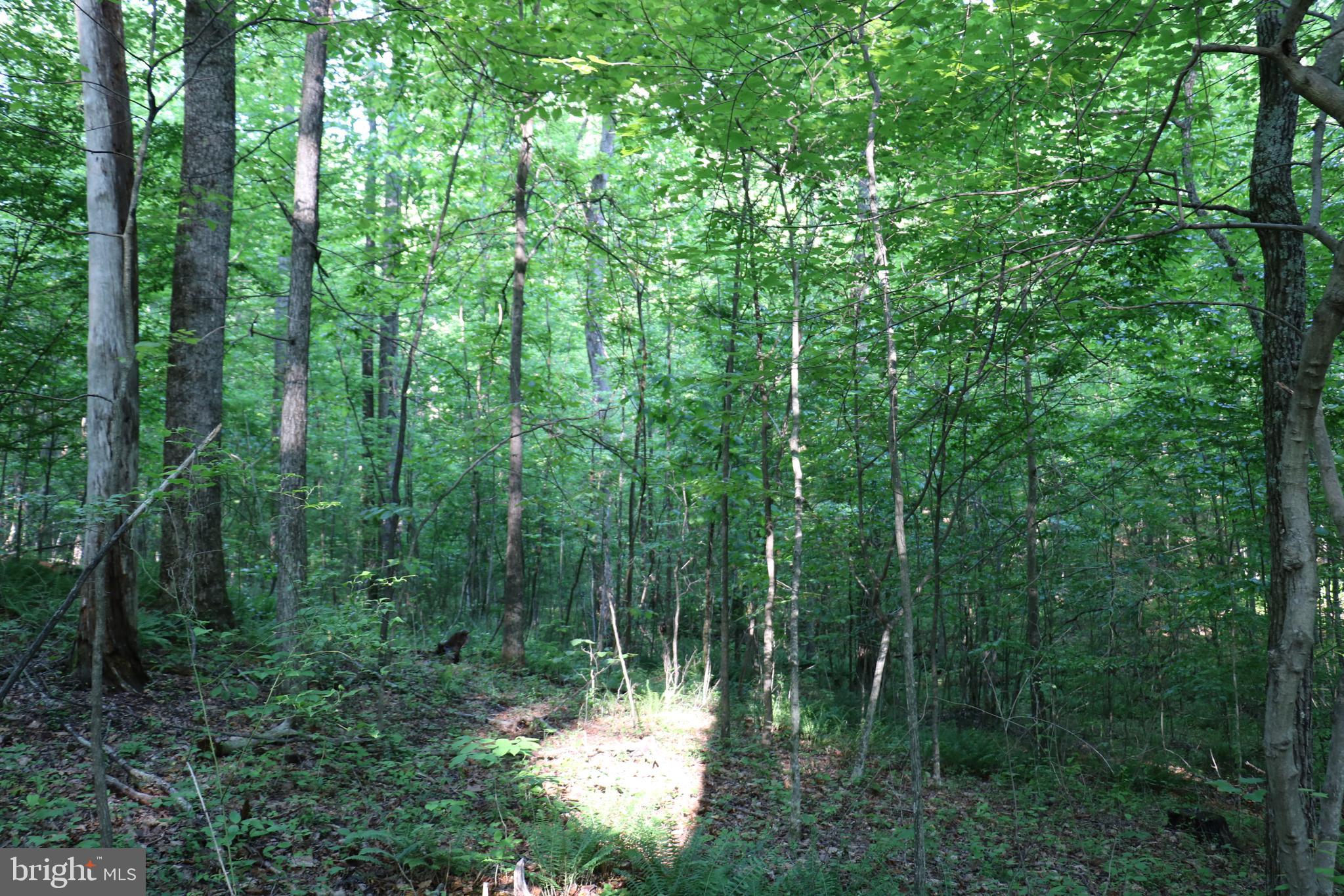 Gaschs Lane Castleton, VA 22716 - Photo 29 of 56