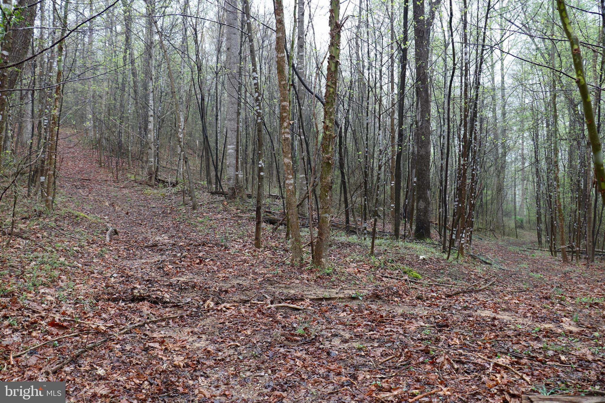 Gaschs Lane Castleton, VA 22716 - Photo 4 of 56 Early Spring VIew