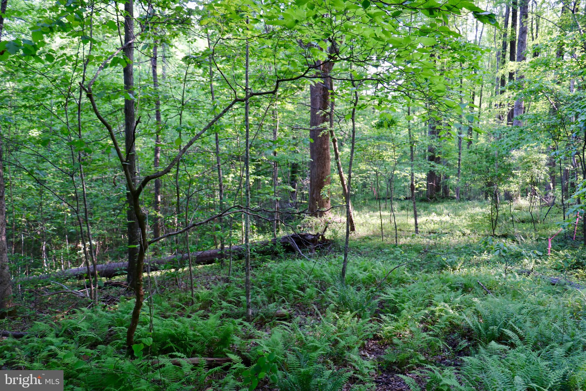 Gaschs Lane Castleton, VA 22716 - Photo 34 of 56