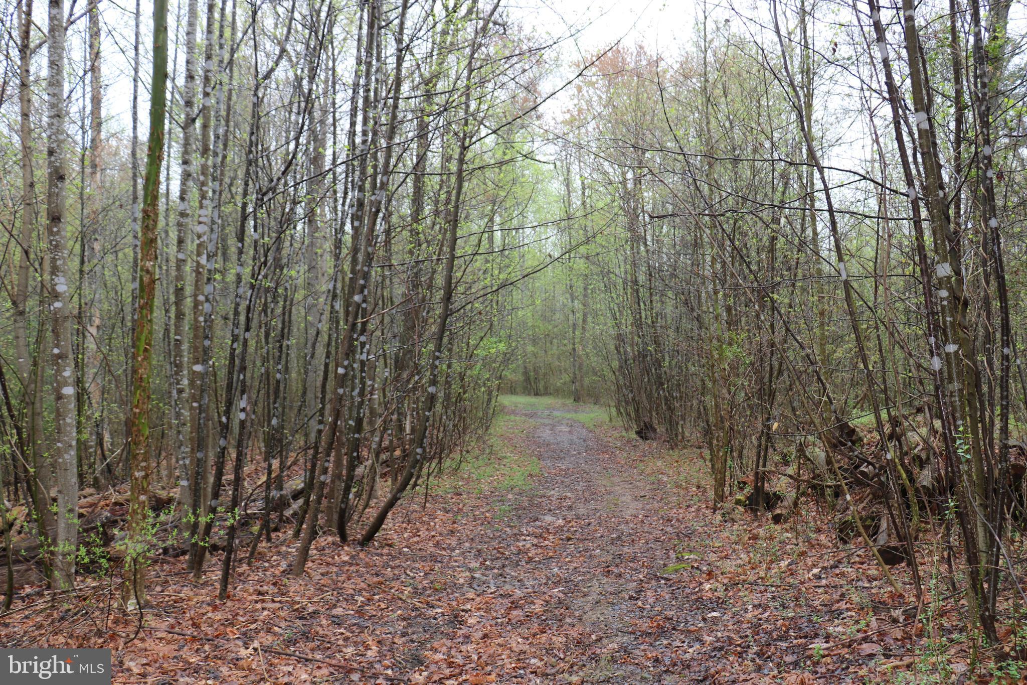 Gaschs Lane Castleton, VA 22716 - Photo 36 of 56 Trail Through Property
