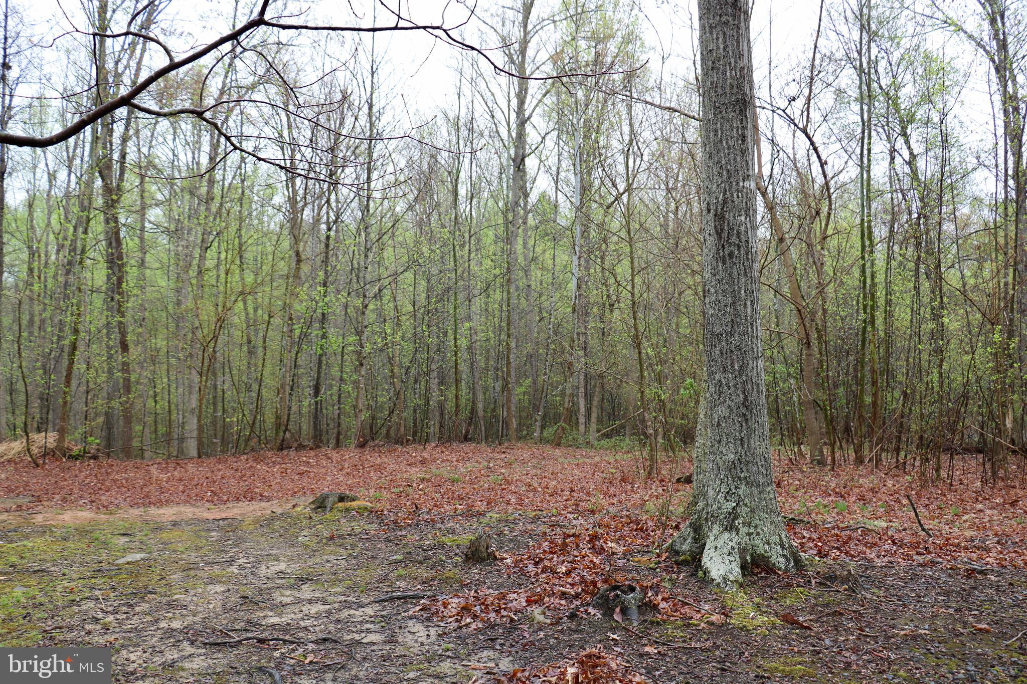 Gaschs Lane Castleton, VA 22716 - Photo 40 of 56 Clearing Near Cul-de-sac