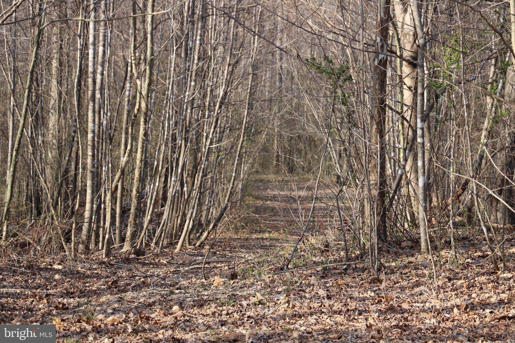 Gaschs Lane Castleton, VA 22716 - Photo 42 of 56 Sample Terrain Before Spring Greening