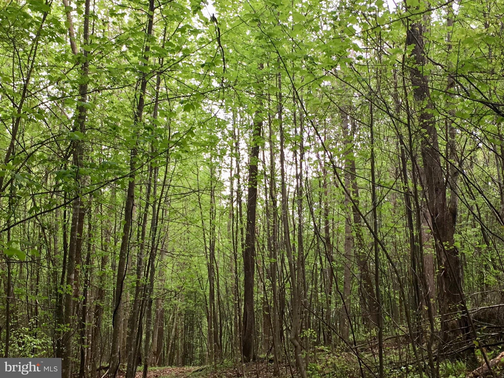 Gaschs Lane Castleton, VA 22716 - Photo 43 of 56
