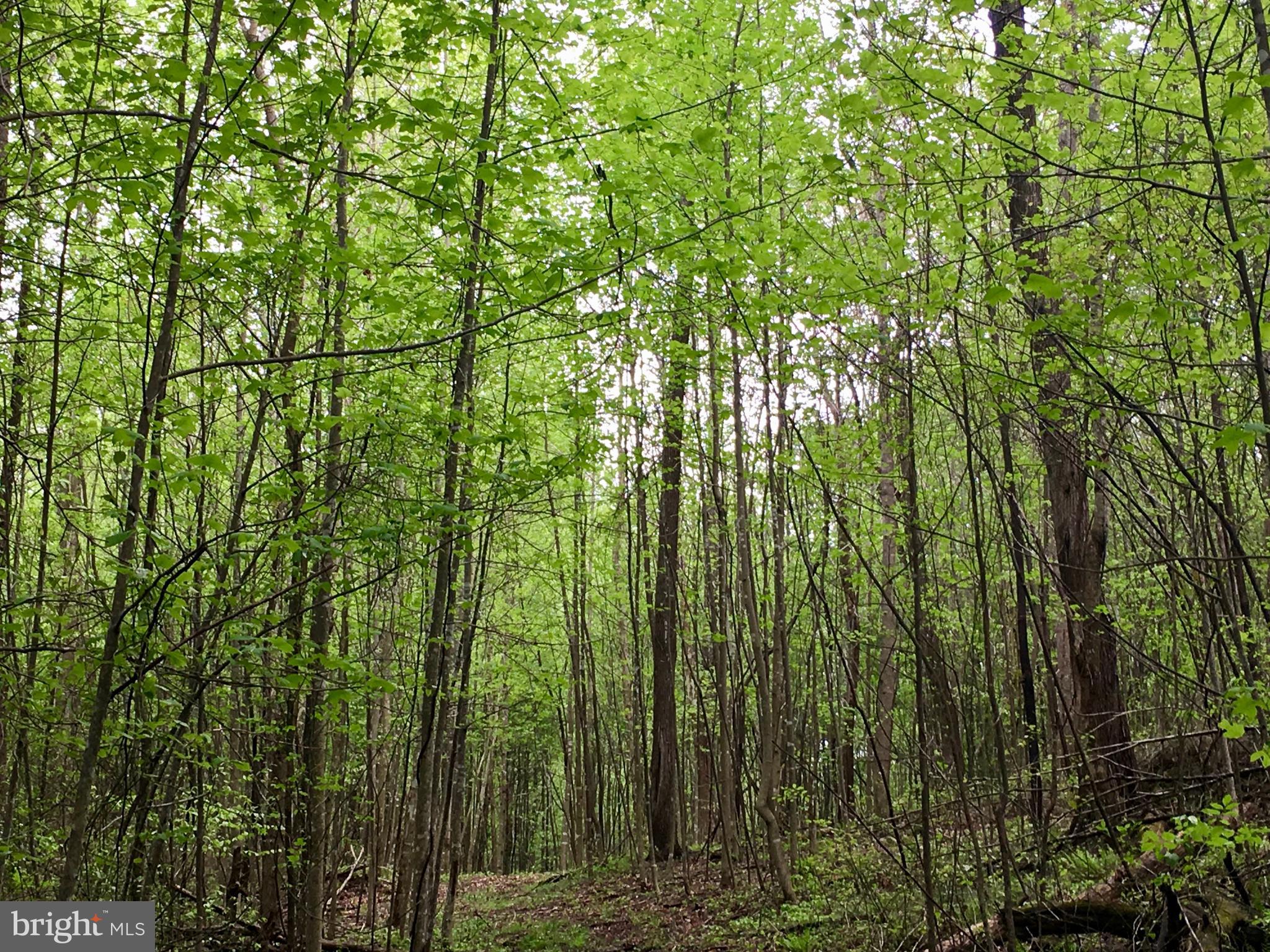 Gaschs Lane Castleton, VA 22716 - Photo 45 of 56
