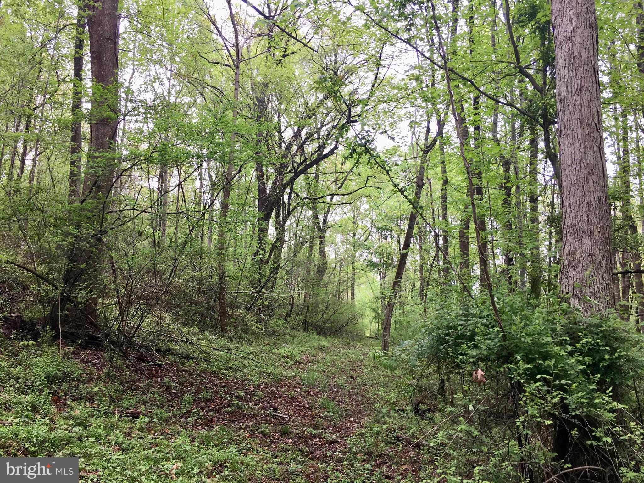 Gaschs Lane Castleton, VA 22716 - Photo 48 of 56