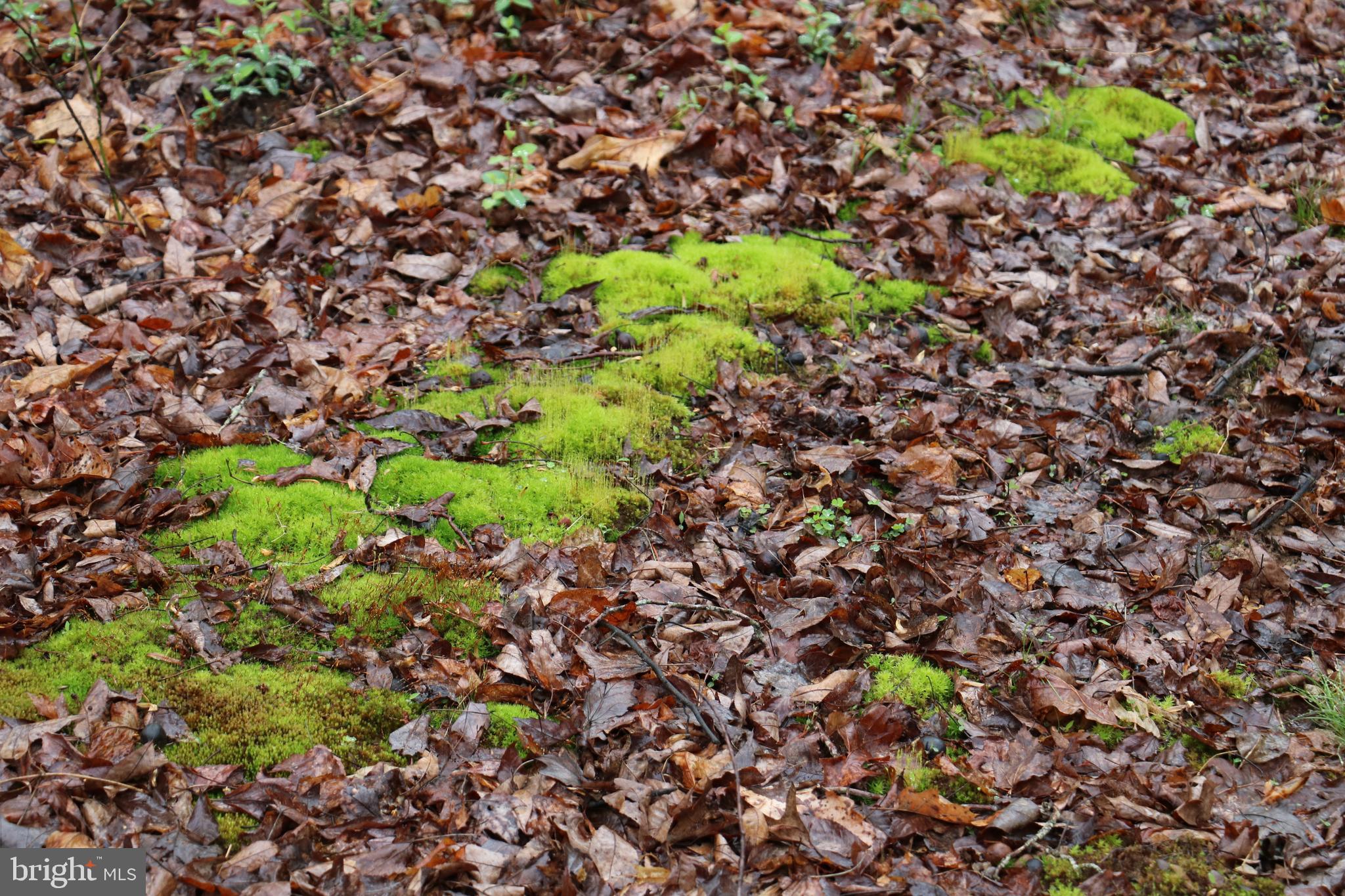 Gaschs Lane Castleton, VA 22716 - Photo 7 of 56 Carpeted Trail