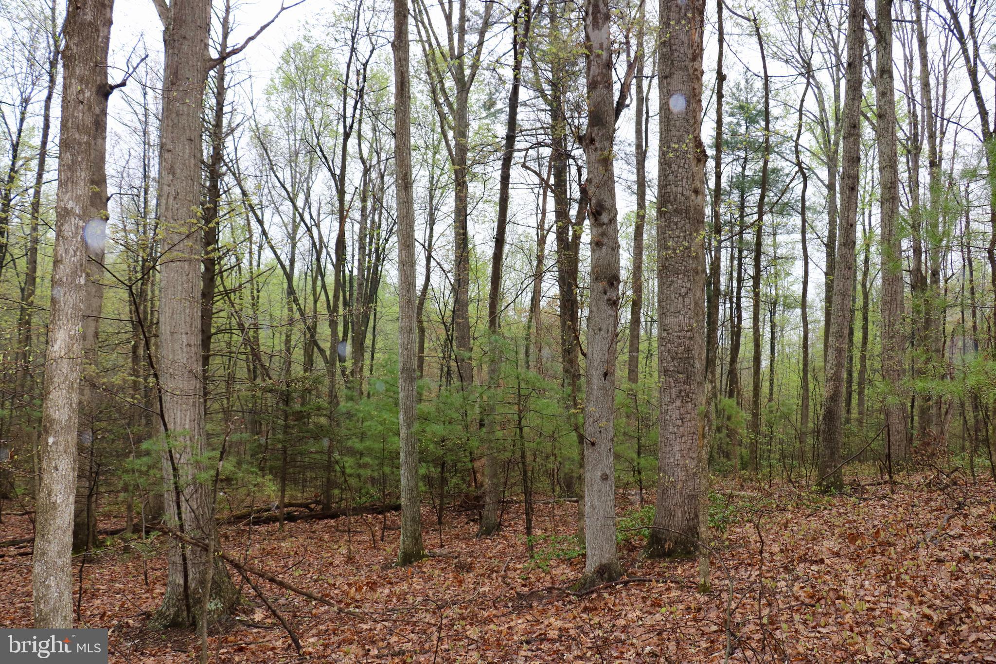 Gaschs Lane Castleton, VA 22716 - Photo 8 of 56 Sample Terrain