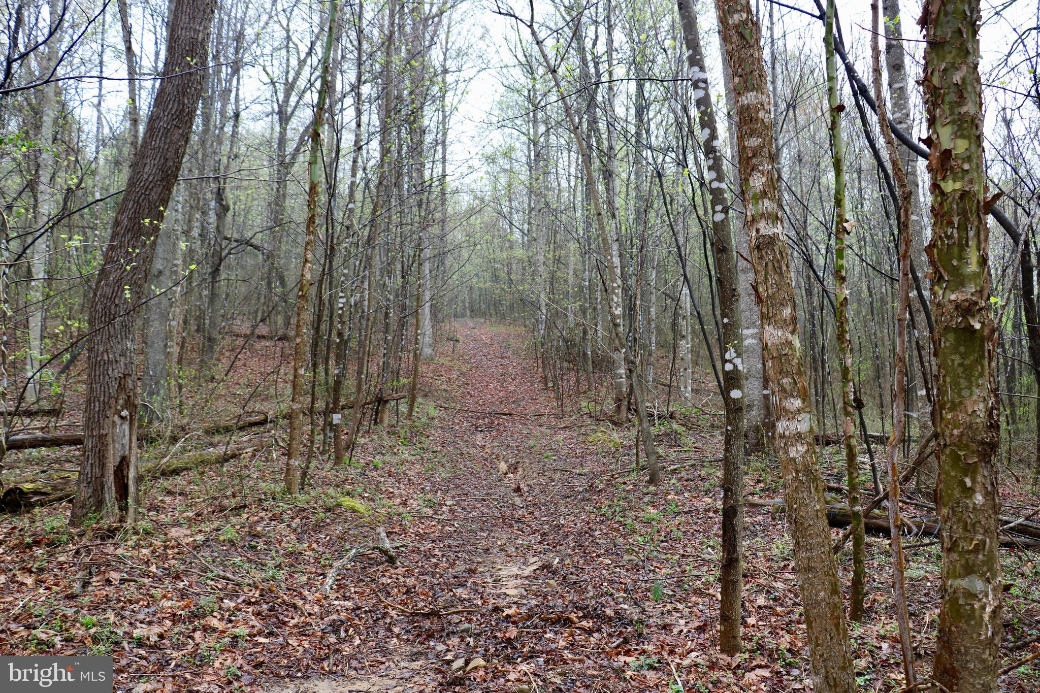 Gaschs Lane Castleton, VA 22716 - Photo 10 of 56 Trail Through Property