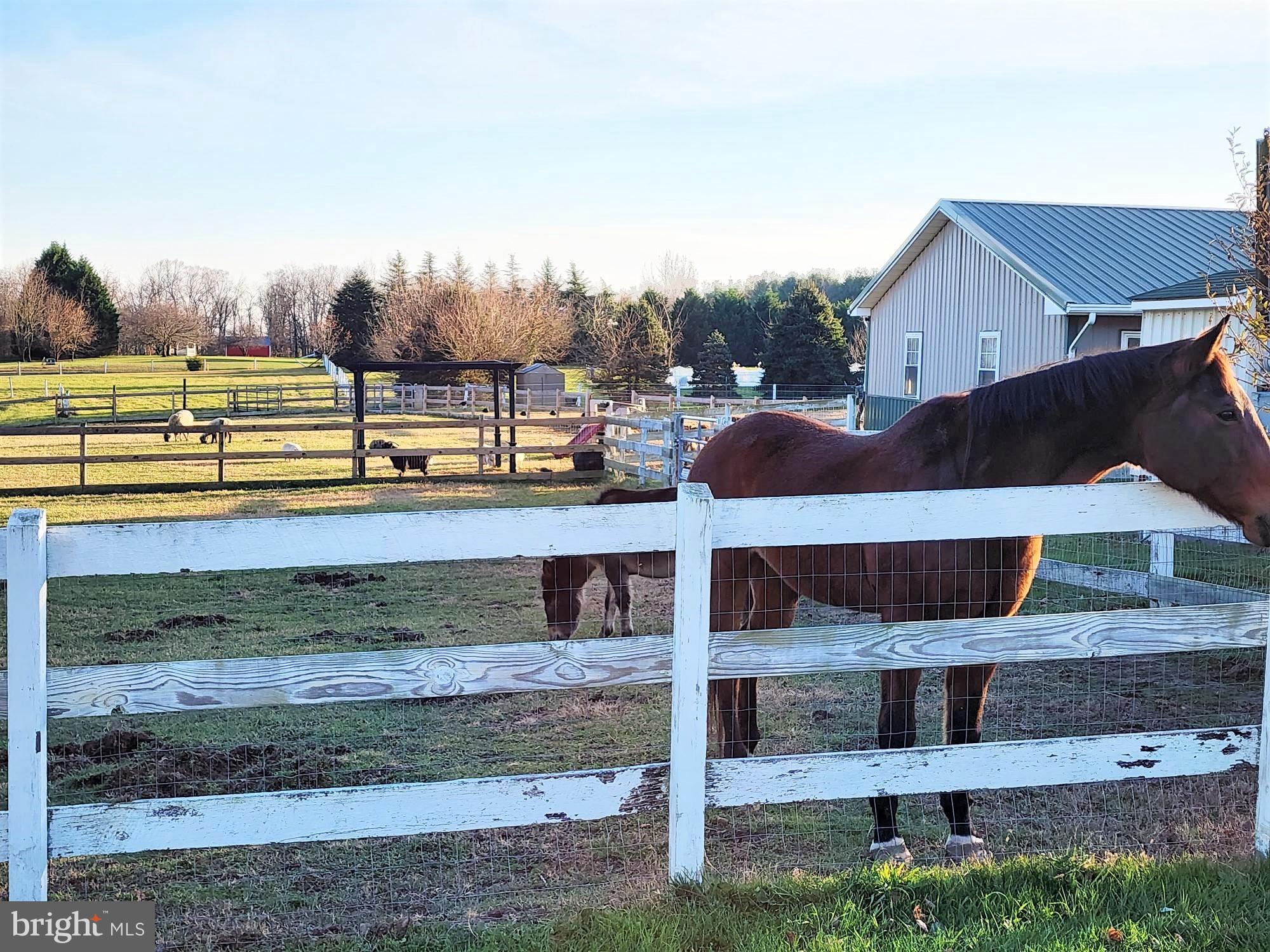 241 Bryce Road Queenstown, MD 21658 - Photo 10 of 67 Fenced Paddocks for Horses & Animals