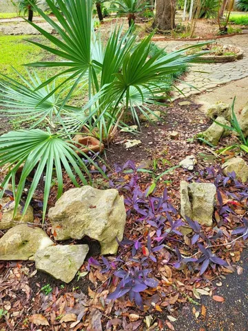a close up of a plant in a garden
