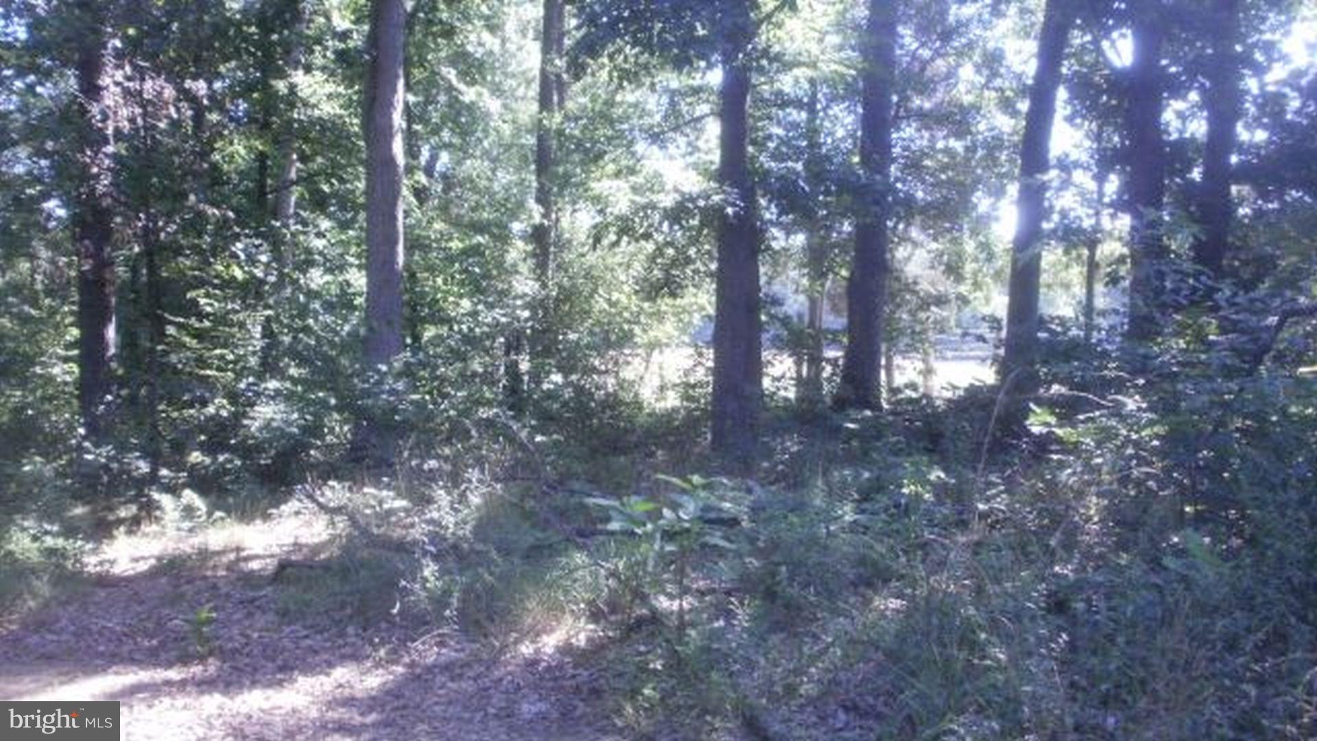 Plantation Road Middletown, VA 22645 - Photo 3 of 6 All woods, for camp, home, cabin, or RV.