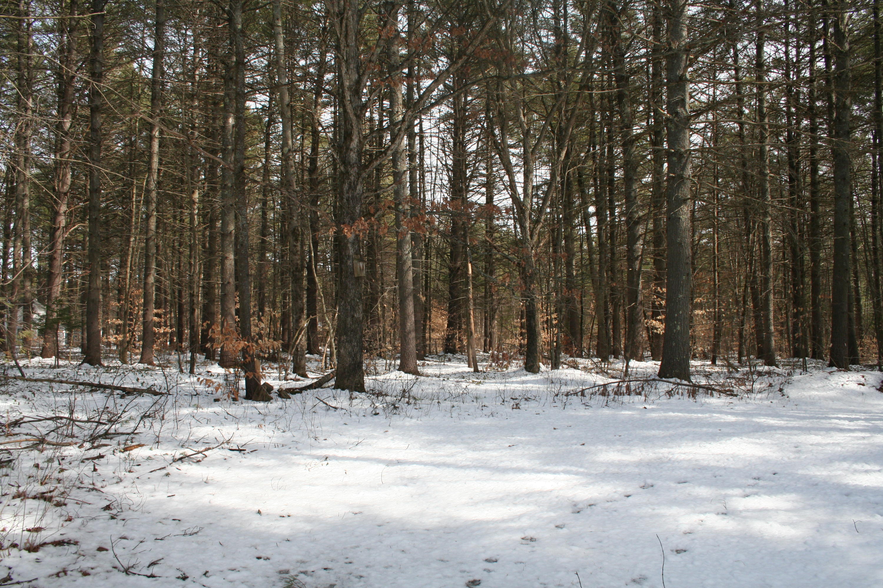 103 Ice House Road Fryeburg, ME 04037 - Photo 22 of 25 IMG_8134