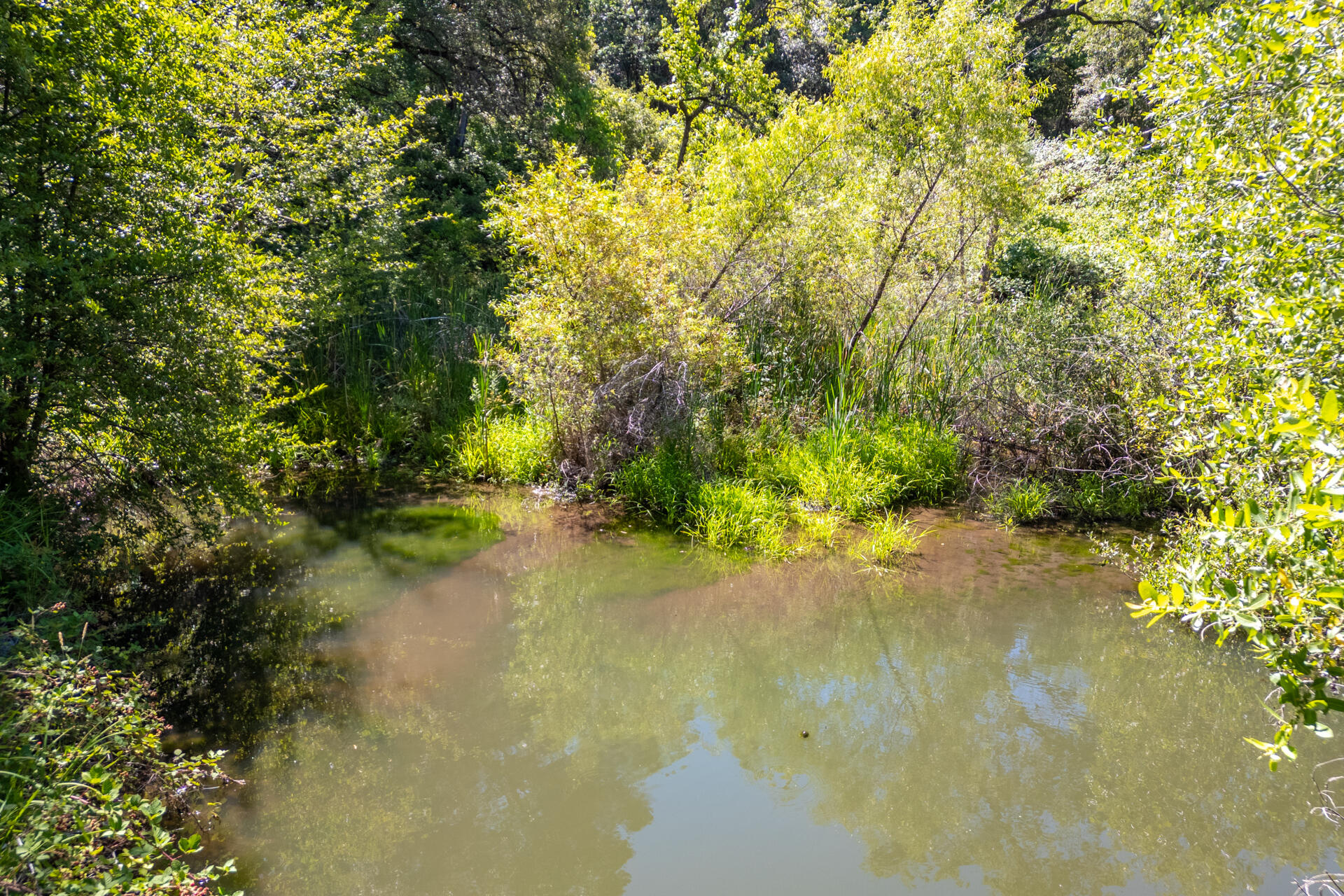 29427 Inwood Road Shingletown, CA 96088 - Photo 32 of 45 Pond