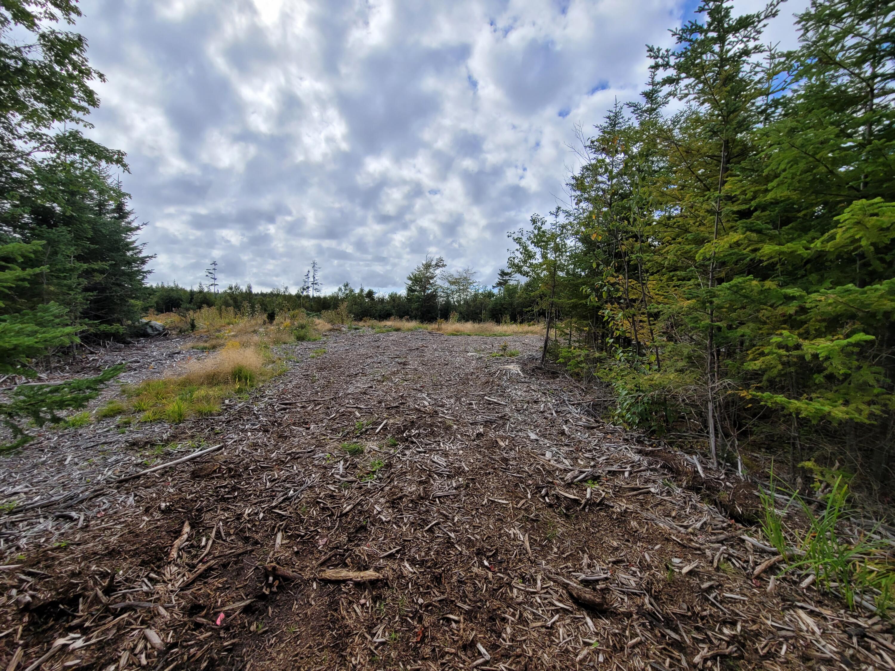 36 Peninsula Shores Road Corea, ME 04624 - Photo 6 of 13 Cleared opening on lot