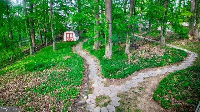 a close up of a plant in a garden