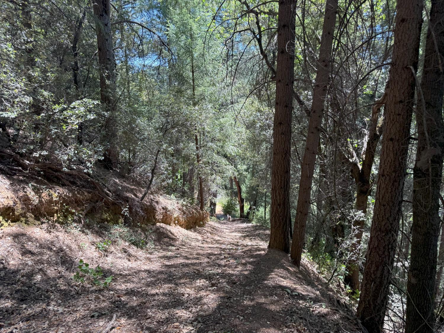 20363 Grizzly Creek Road Nevada City, CA 95959 - Photo 12 of 19 a view of a forest with trees in the background