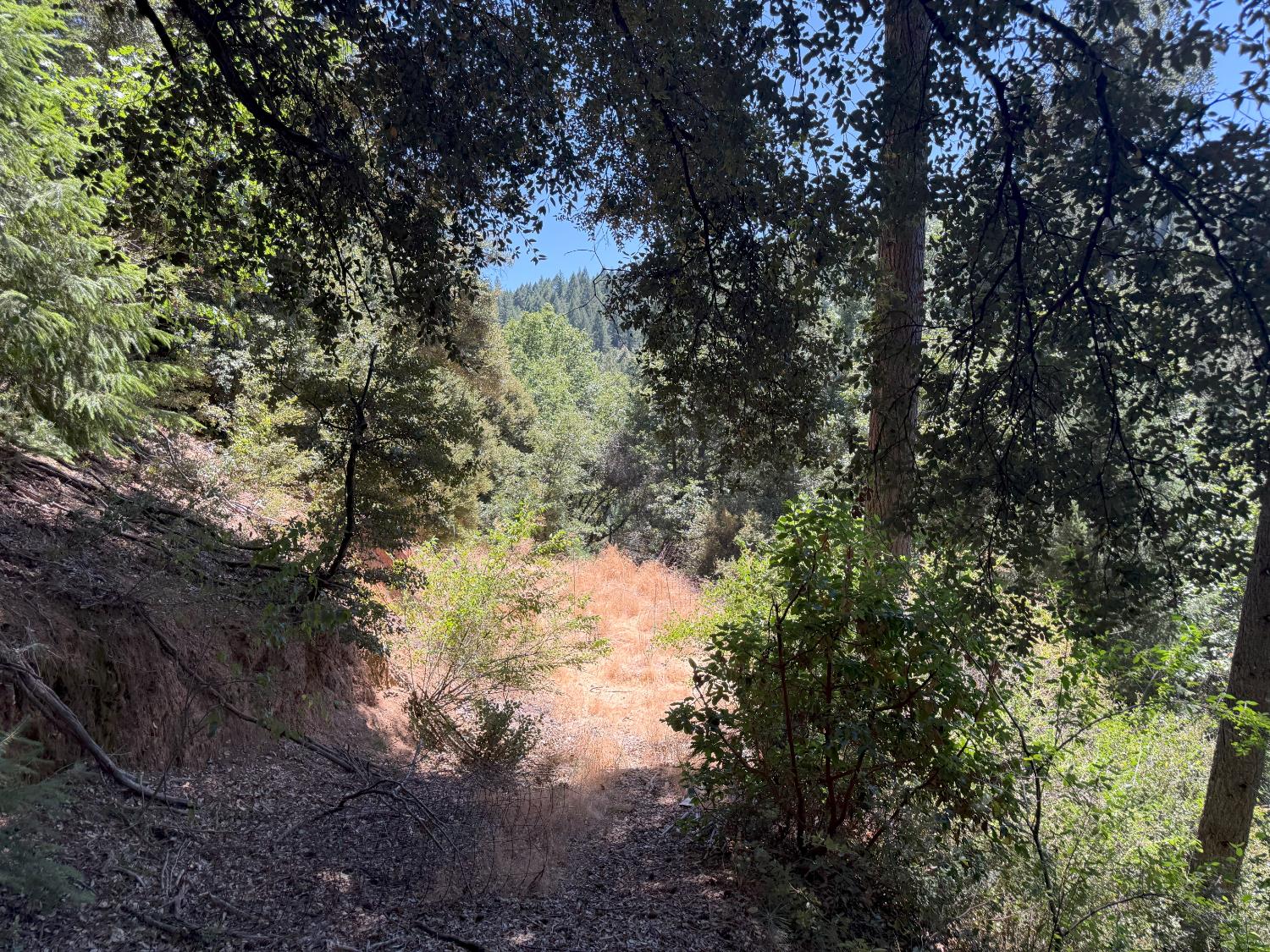 20363 Grizzly Creek Road Nevada City, CA 95959 - Photo 13 of 19 a view of a yard with plants and trees