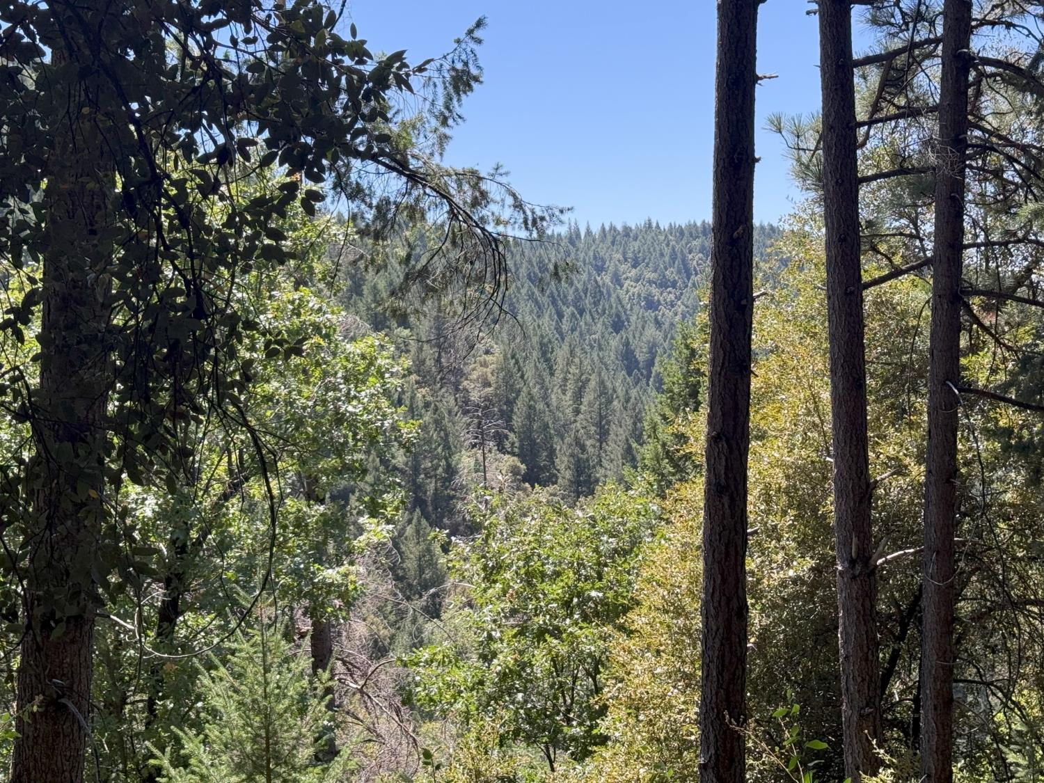 20363 Grizzly Creek Road Nevada City, CA 95959 - Photo 14 of 19 a view of a forest from a window