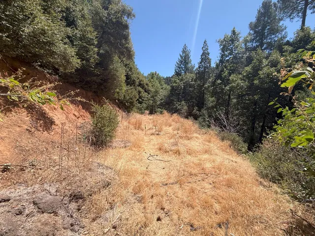 a view of a tree in a forest