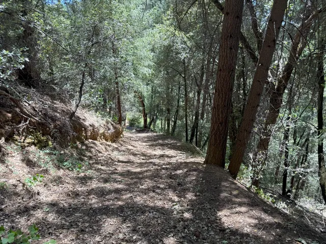 a backyard of a house with lots of trees