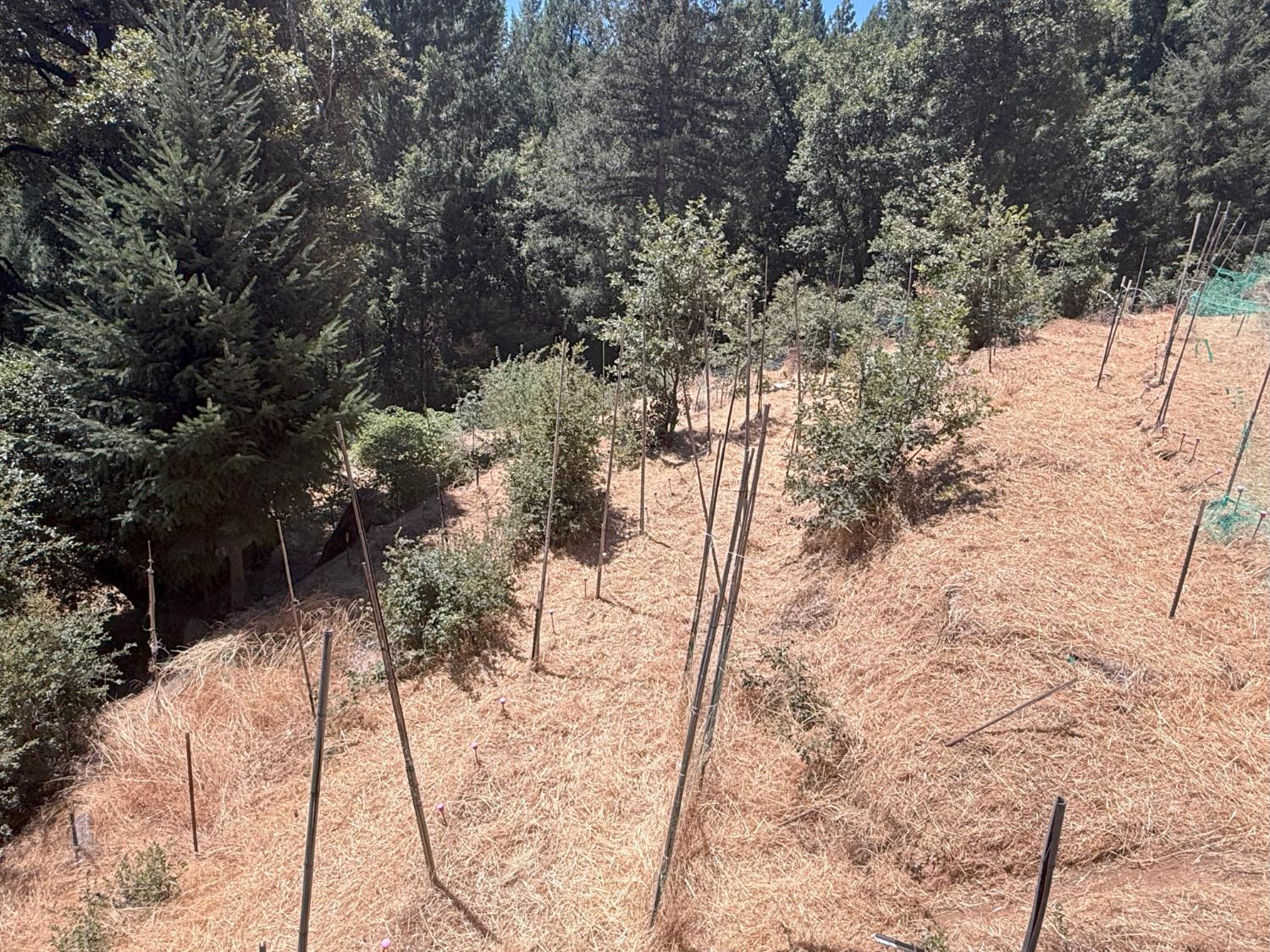 20363 Grizzly Creek Road Nevada City, CA 95959 - Photo 4 of 19 a view of a backyard of the house