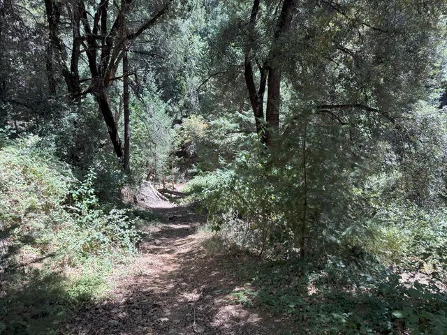 a view of a forest with lots of trees