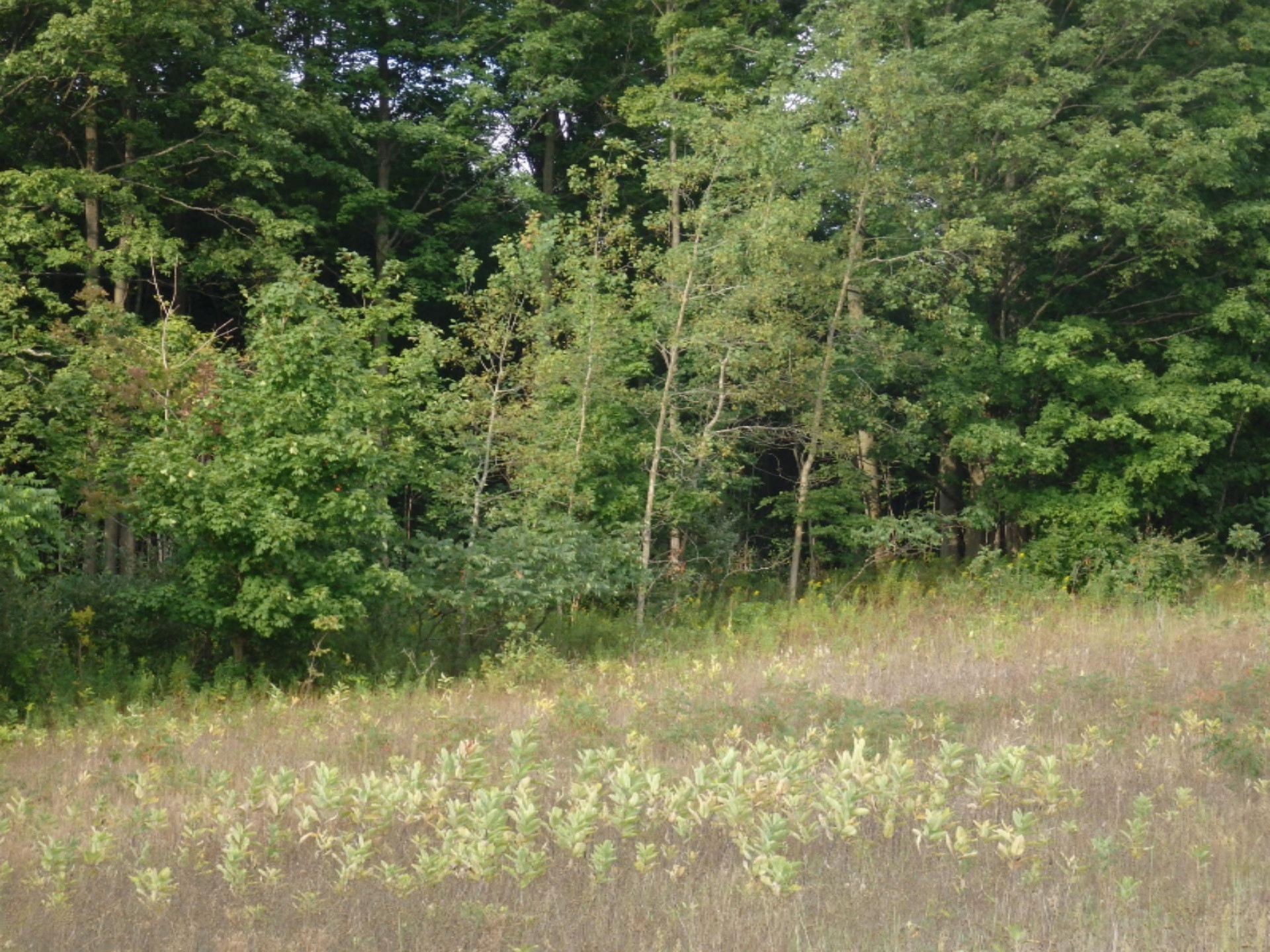9342 Chief Road Bear Lake, MI 49614 - Photo 8 of 15 P8290282
