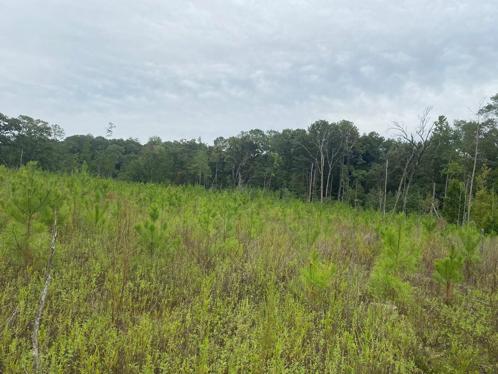 250 Adams Mill Road Clayton, AL 36016 - Photo 47 of 74