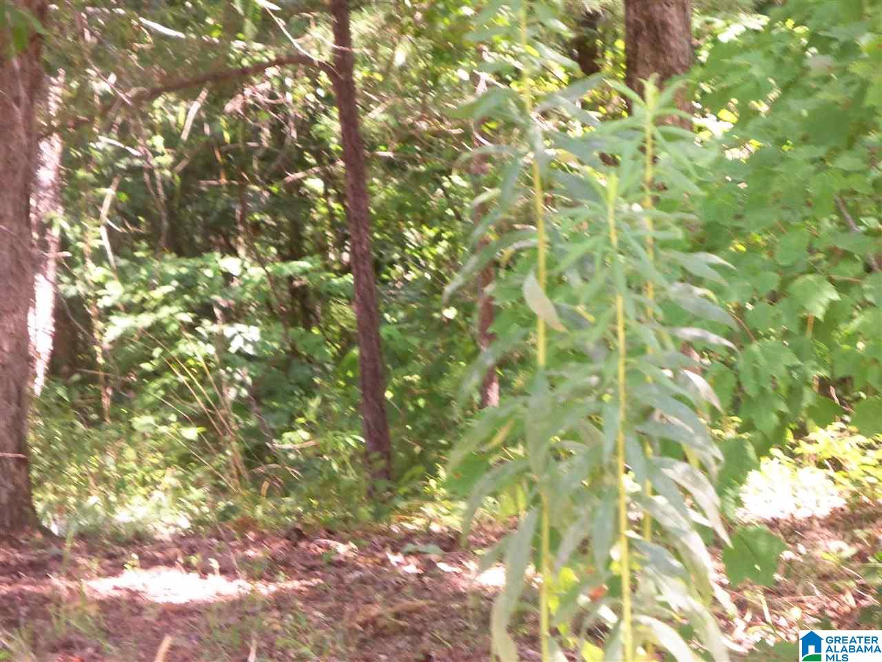 Piney Top Road, Unit 11 Warrior, AL 35180 - Photo 5 of 14